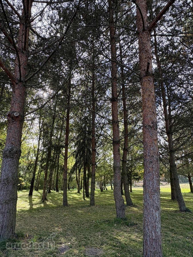 Parduodamas 3 ha (300 arų) sklypas su mūriniu - nuotraukos Nr. 5