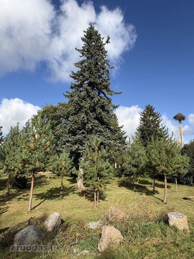 Parduodamas 3 ha (300 arų) sklypas su mūriniu - nuotraukos Nr. 7
