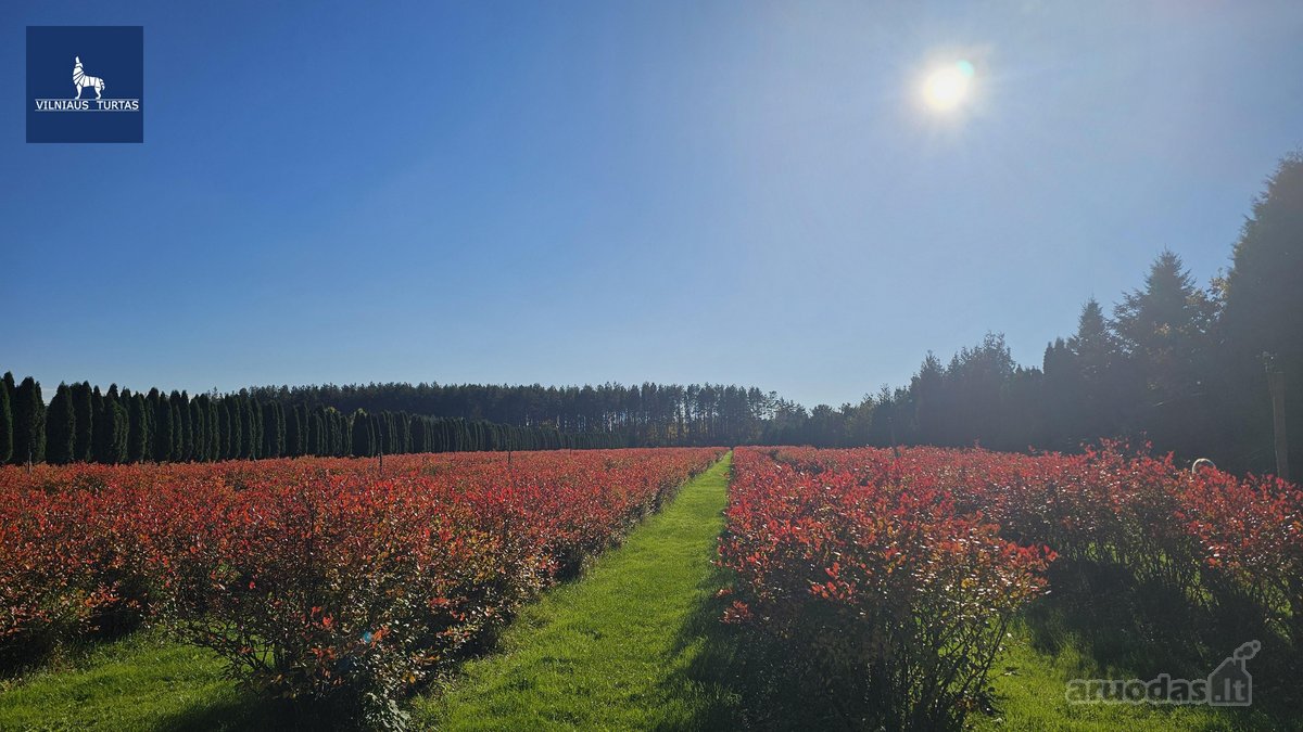 Parduodamas vienas didžiausių šilauogių ūkių - nuotraukos Nr. 3