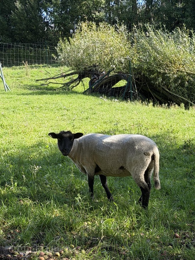 Parduodama Išskirtinė Ūkininko Sodyba Su - nuotraukos Nr. 20