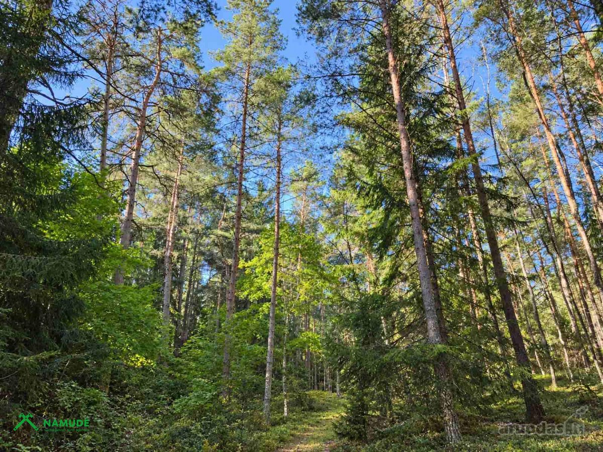 Parduodama namo dalis šalia Gražutės miško ir - nuotraukos Nr. 12