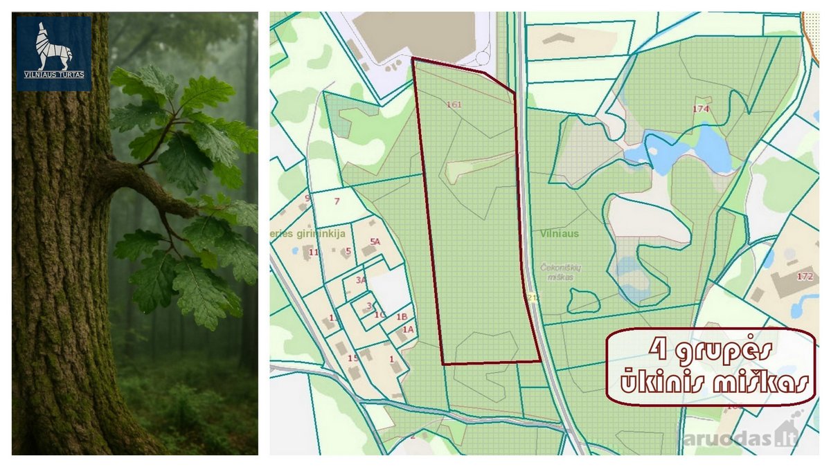 Parduodamas 7,7496 ha ūkinio miško sklypas - nuotraukos Nr. 6