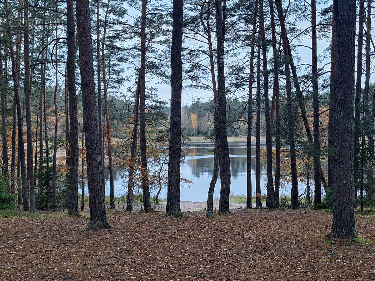 Geroje, vietoje, Didžiuosiuose Gulbinuose, - nuotraukos Nr. 9