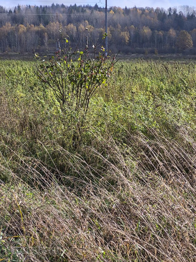 Parduodamas zemes ukio paskirties sklypas - nuotraukos Nr. 2