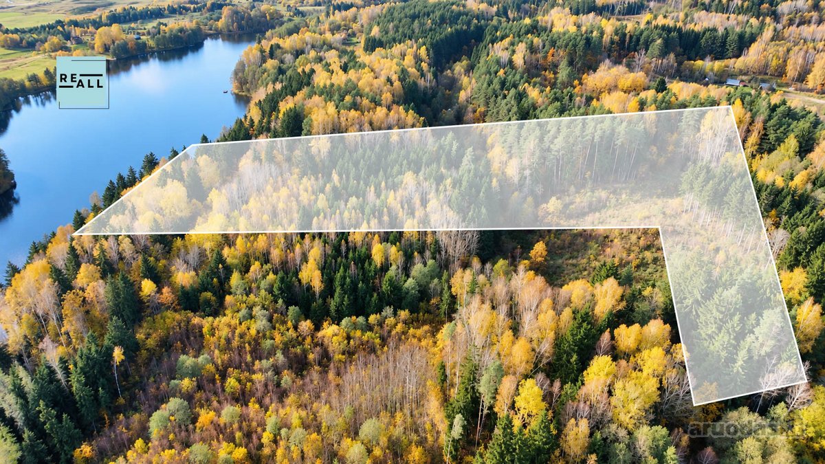 Parduodamas 3,2 Ha Miško Sklypas Su Juodžio - nuotraukos Nr. 2