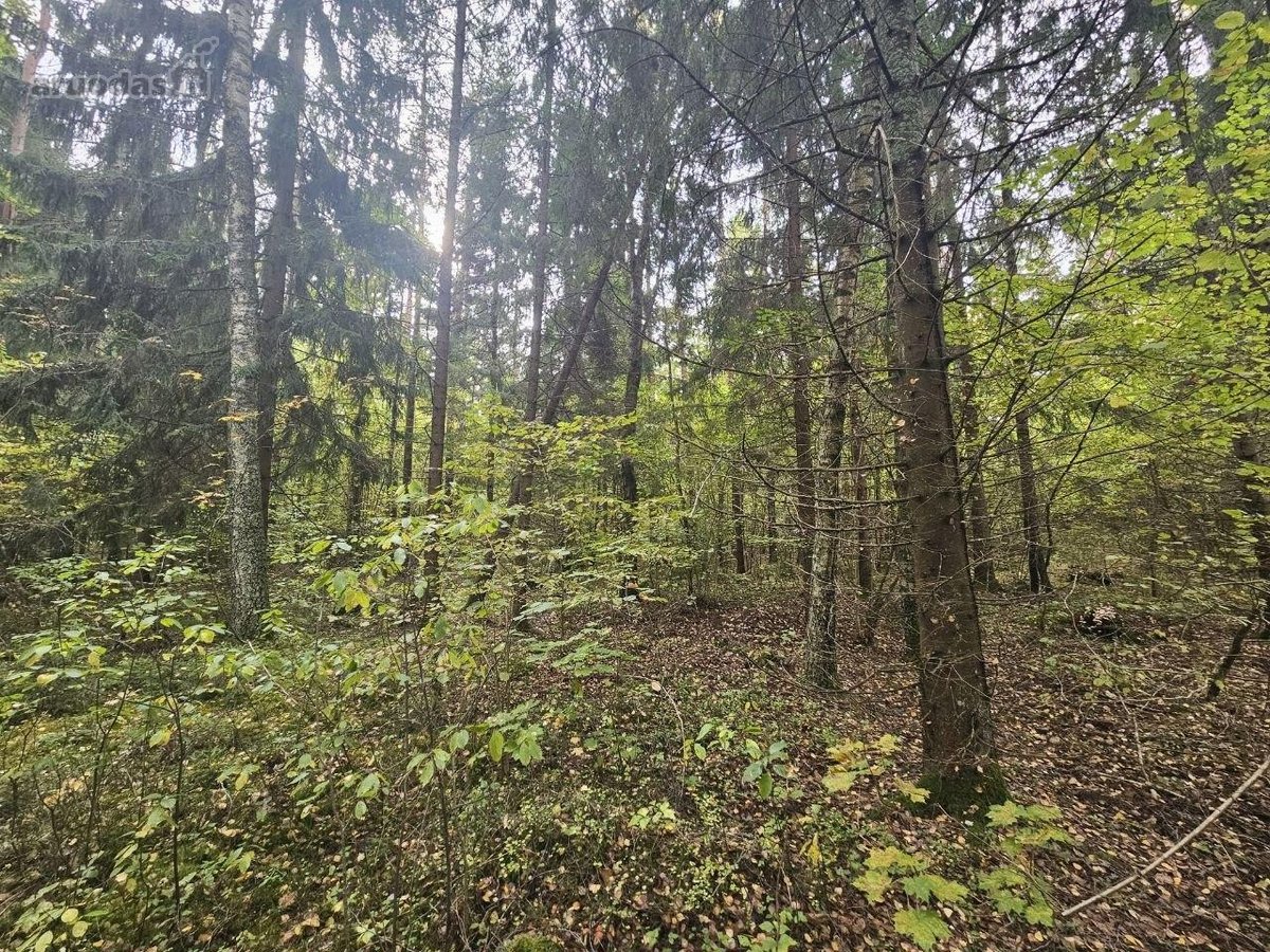 Parduodamas miško ūkio paskirties žemės sklypas. - nuotraukos Nr. 3