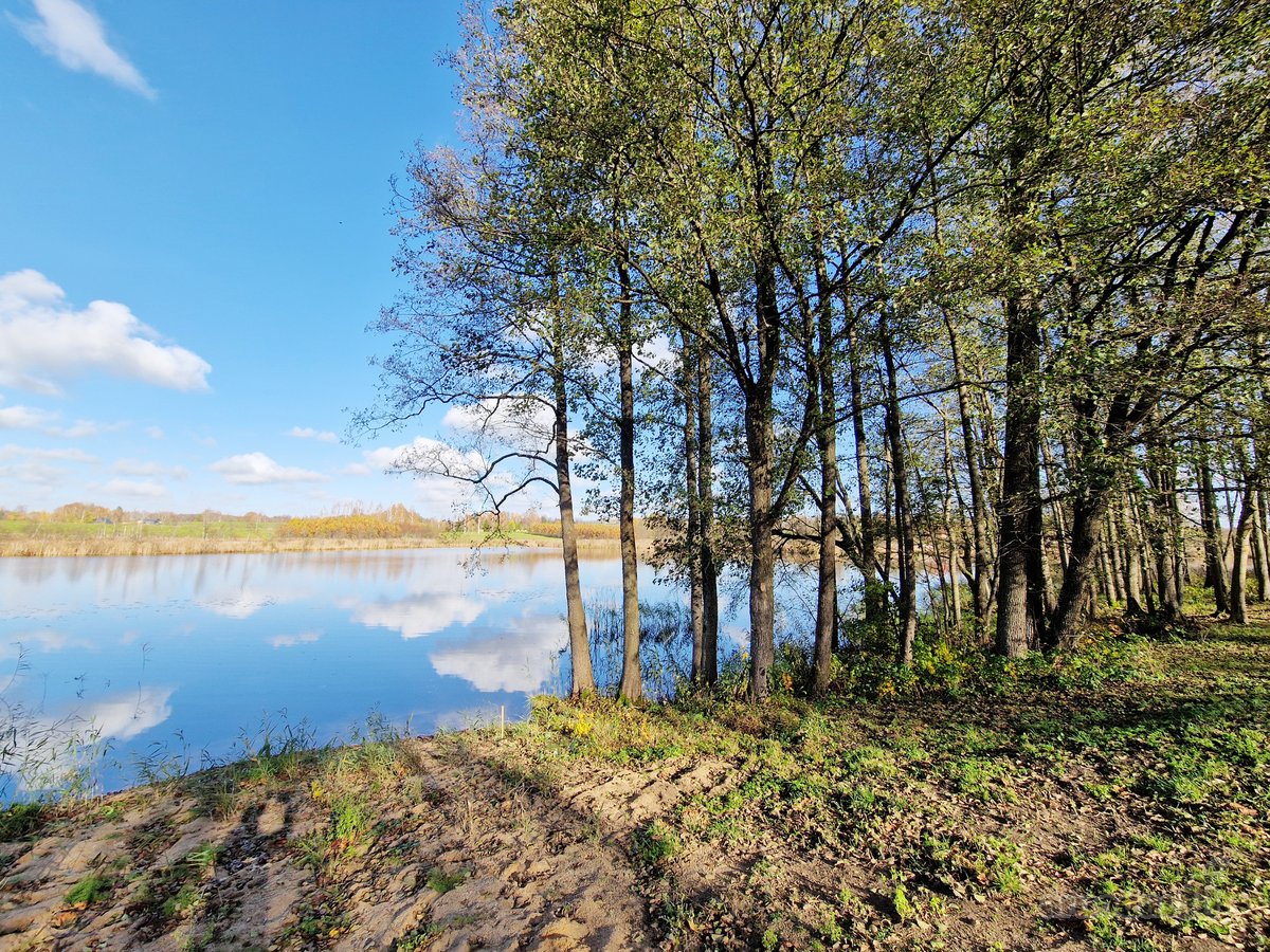 Parduodamas Išskirtinio Grožio Pušų Ir Beržų - nuotraukos Nr. 5