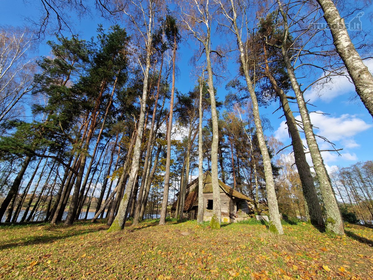Parduodamas Išskirtinio Grožio Pušų Ir Beržų - nuotraukos Nr. 7