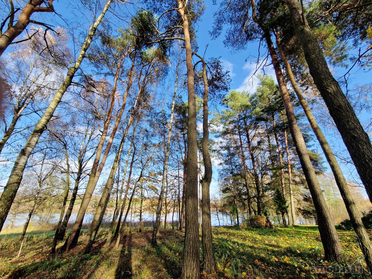 Parduodamas Išskirtinio Grožio Pušų Ir Beržų - nuotraukos Nr. 8