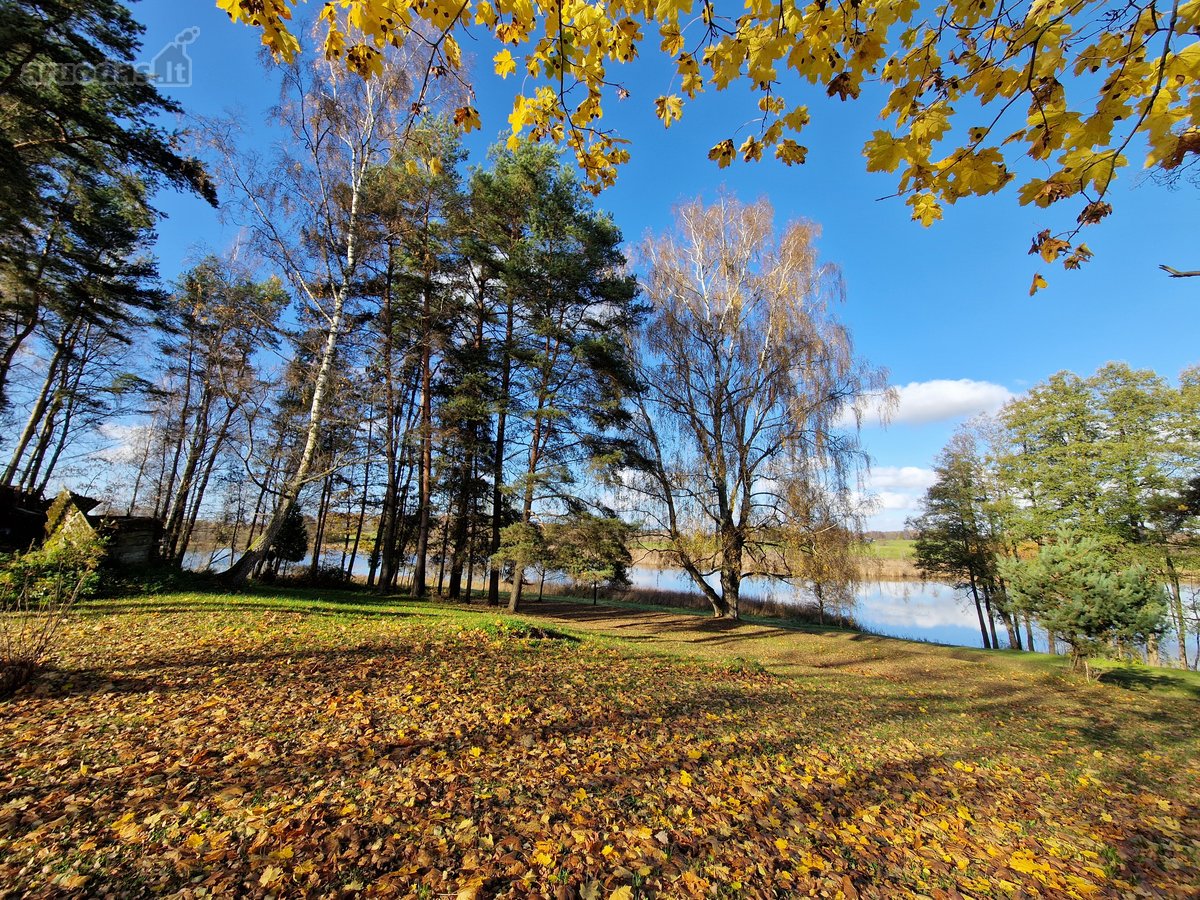 Parduodamas Išskirtinio Grožio Pušų Ir Beržų - nuotraukos Nr. 9