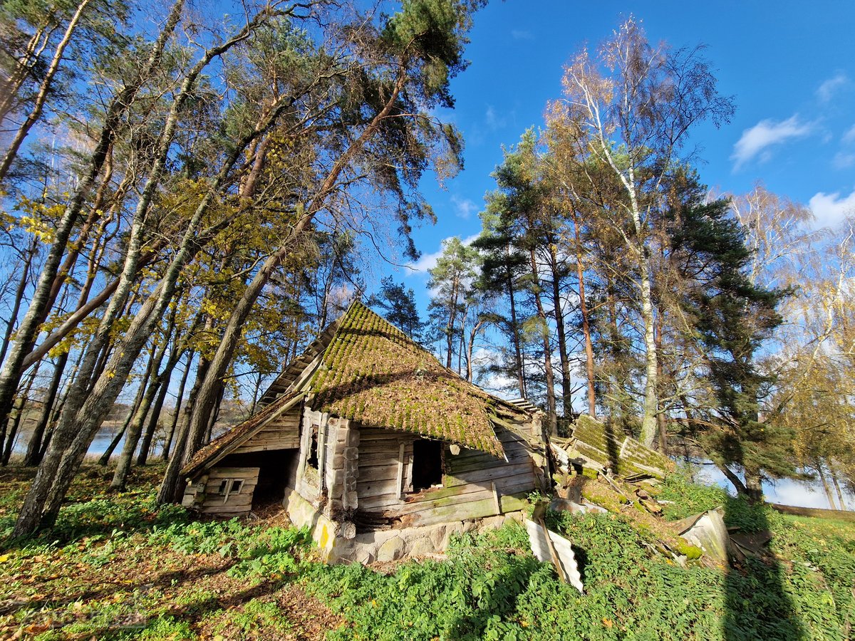 Parduodamas Išskirtinio Grožio Pušų Ir Beržų - nuotraukos Nr. 10