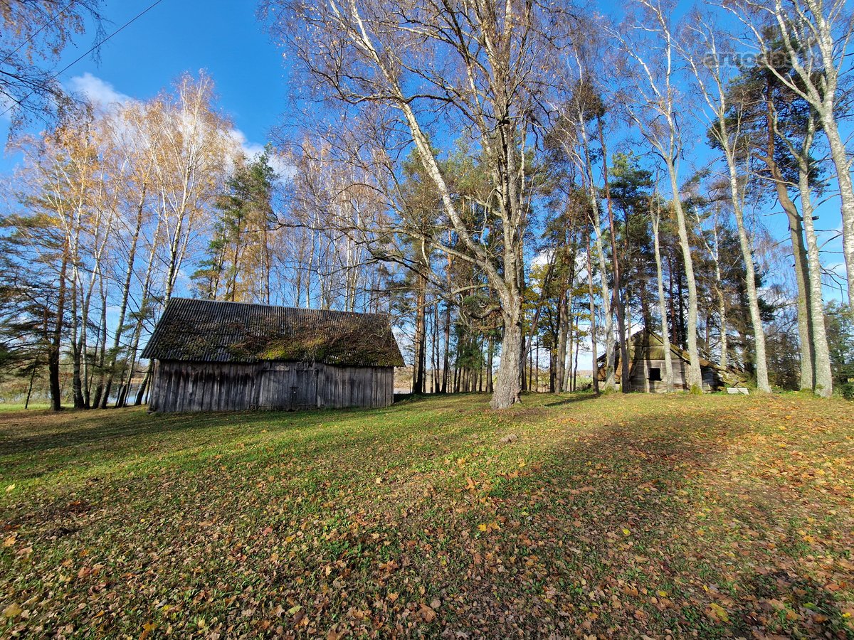 Parduodamas Išskirtinio Grožio Pušų Ir Beržų - nuotraukos Nr. 11