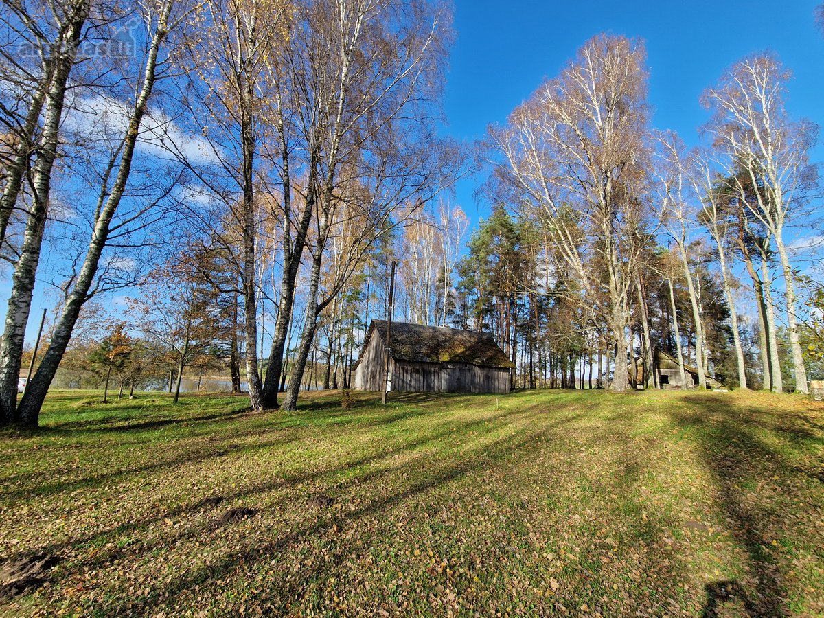 Parduodamas Išskirtinio Grožio Pušų Ir Beržų - nuotraukos Nr. 12