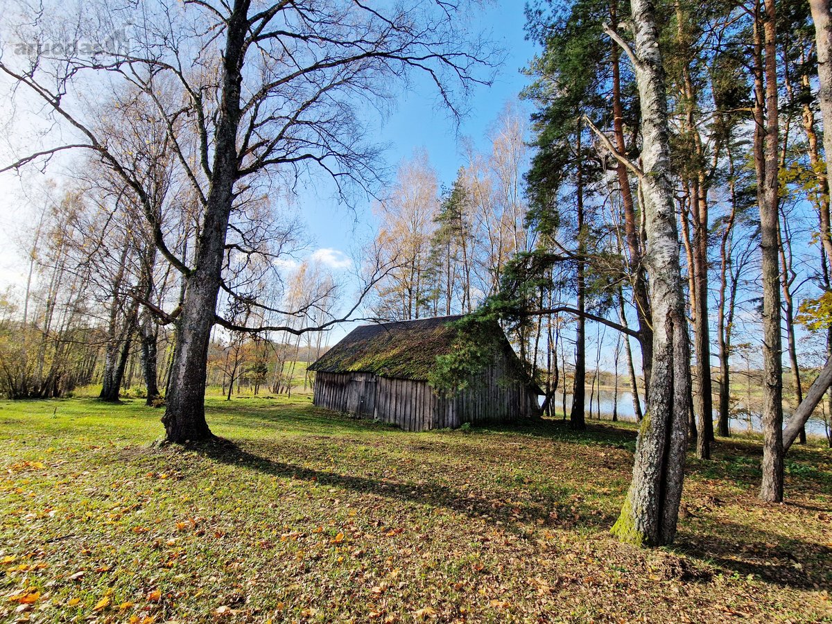 Parduodamas Išskirtinio Grožio Pušų Ir Beržų - nuotraukos Nr. 15