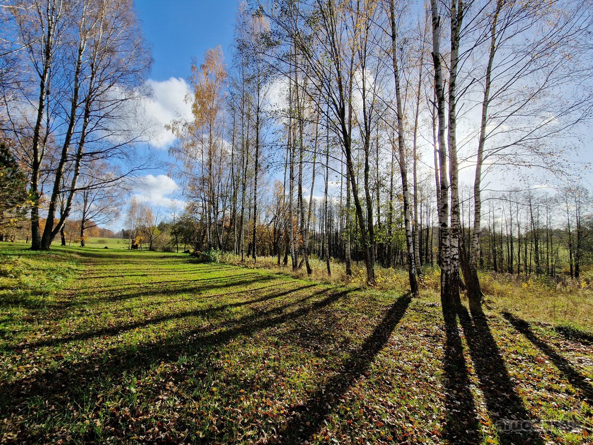 Parduodamas Išskirtinio Grožio Pušų Ir Beržų - nuotraukos Nr. 20