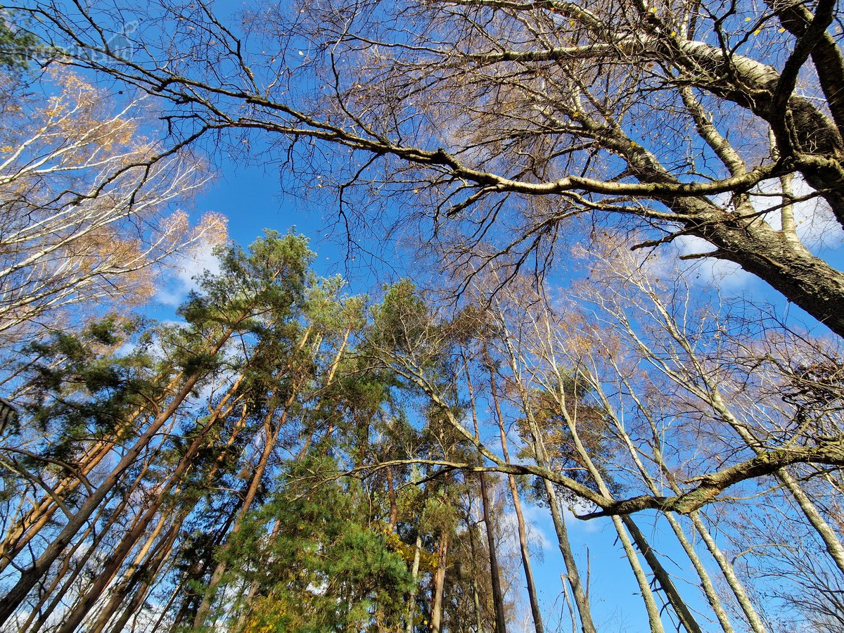 Parduodamas Išskirtinio Grožio Pušų Ir Beržų - nuotraukos Nr. 21