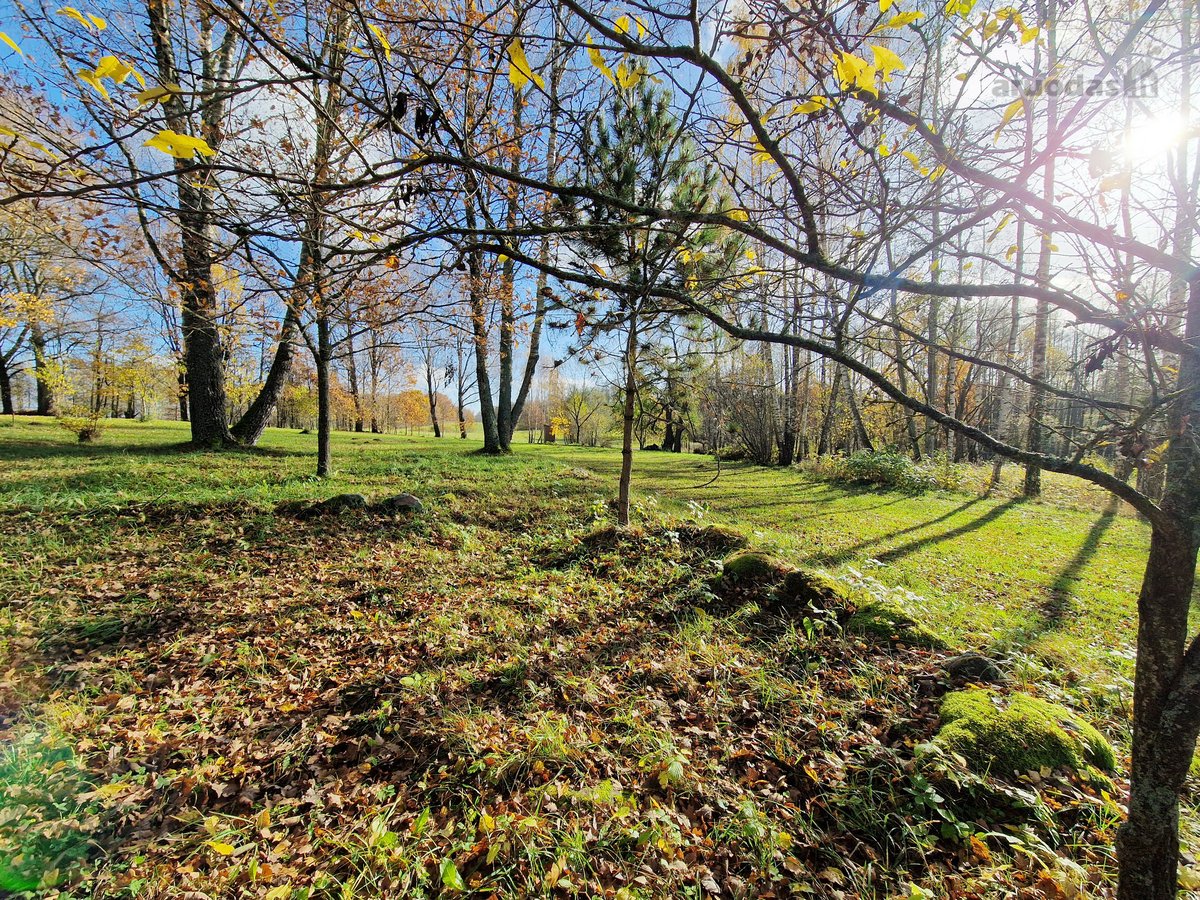 Parduodamas Išskirtinio Grožio Pušų Ir Beržų - nuotraukos Nr. 22