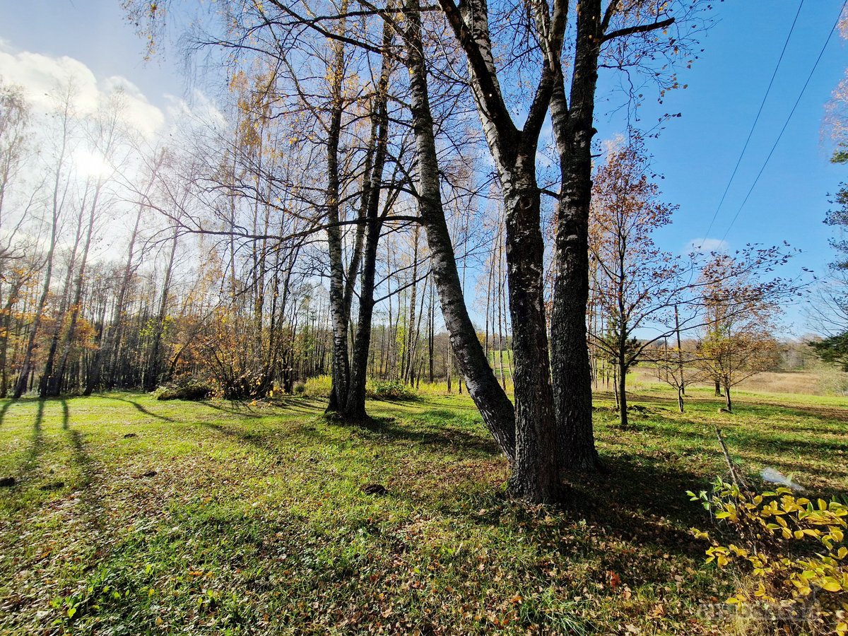 Parduodamas Išskirtinio Grožio Pušų Ir Beržų - nuotraukos Nr. 23