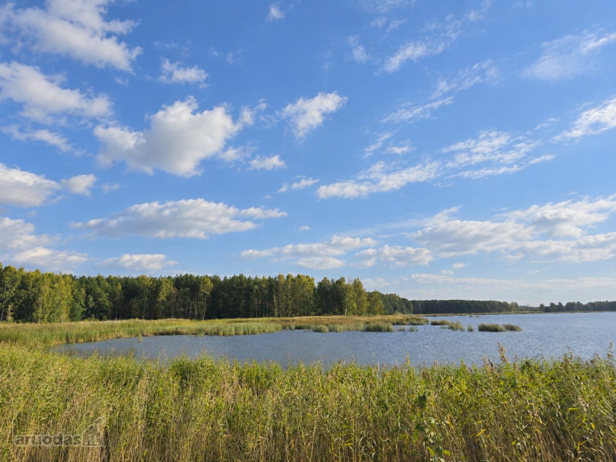 Ant Lazdininkų tvenkinio kranto, pušyno - nuotraukos Nr. 3
