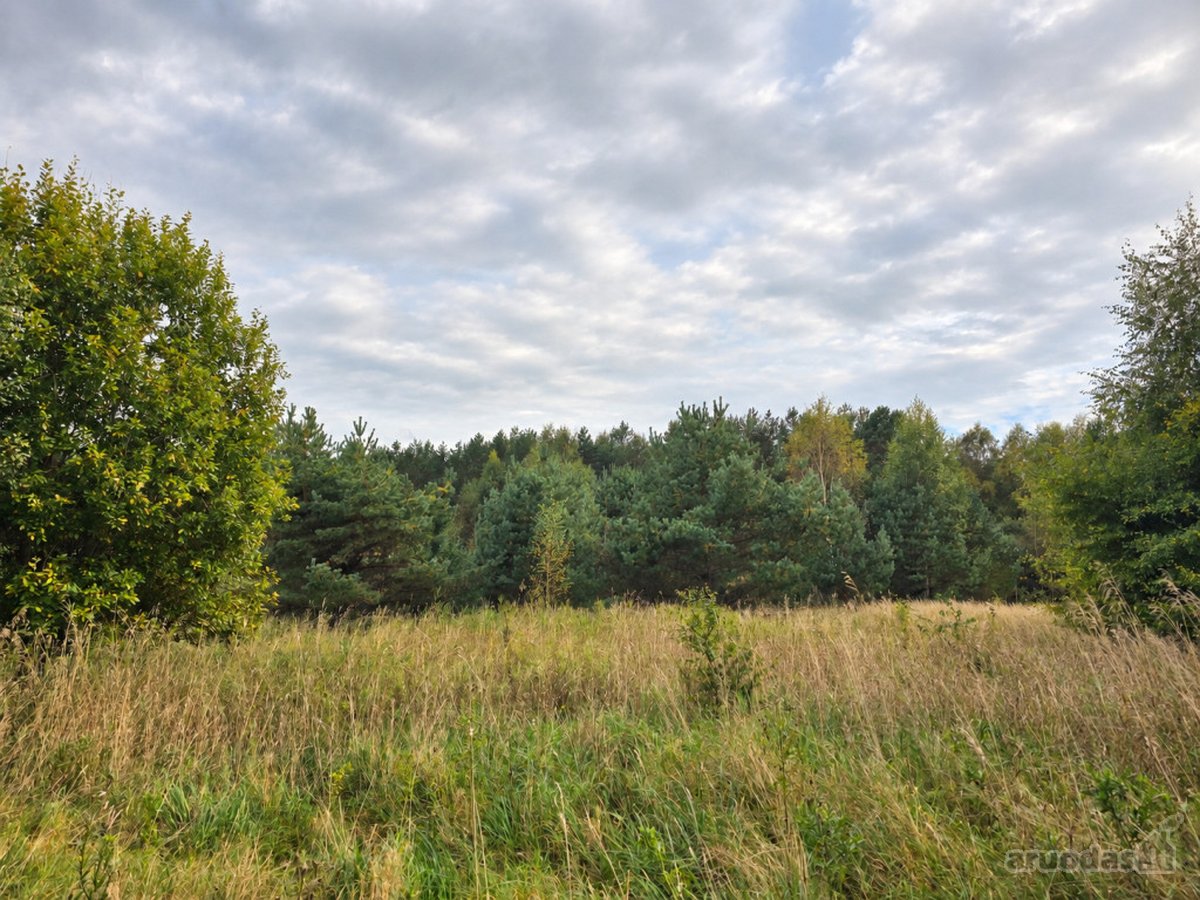 Ant Lazdininkų tvenkinio kranto, pušyno - nuotraukos Nr. 6