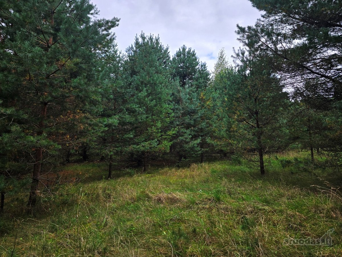 Ant Lazdininkų tvenkinio kranto, pušyno - nuotraukos Nr. 8