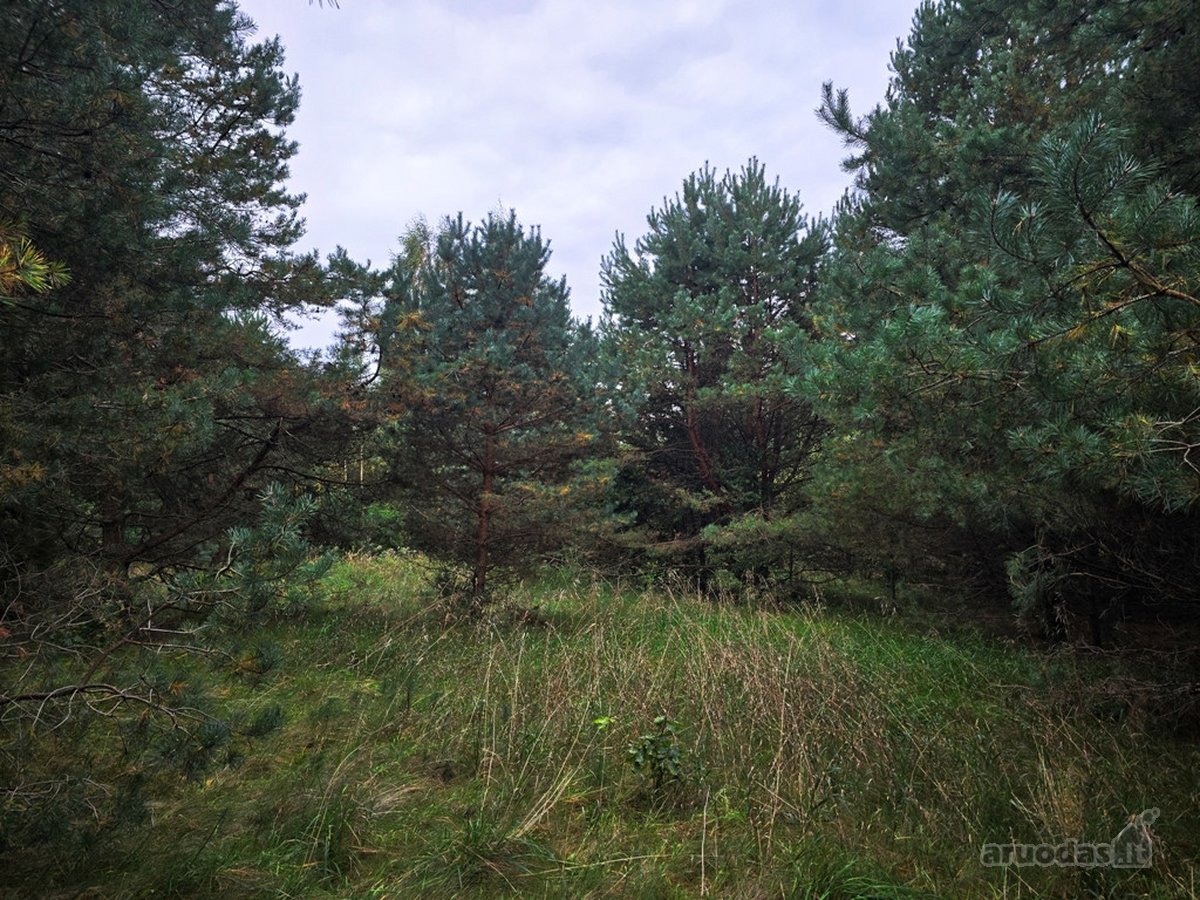 Ant Lazdininkų tvenkinio kranto, pušyno - nuotraukos Nr. 9