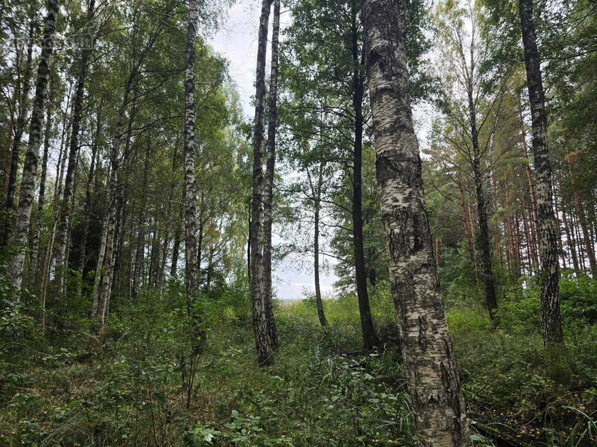 Ant Lazdininkų tvenkinio kranto, pušyno - nuotraukos Nr. 11