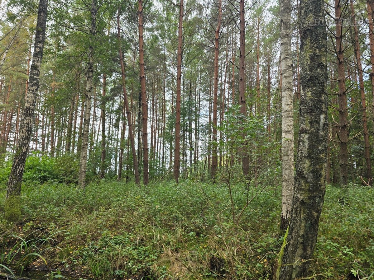 Ant Lazdininkų tvenkinio kranto, pušyno - nuotraukos Nr. 12