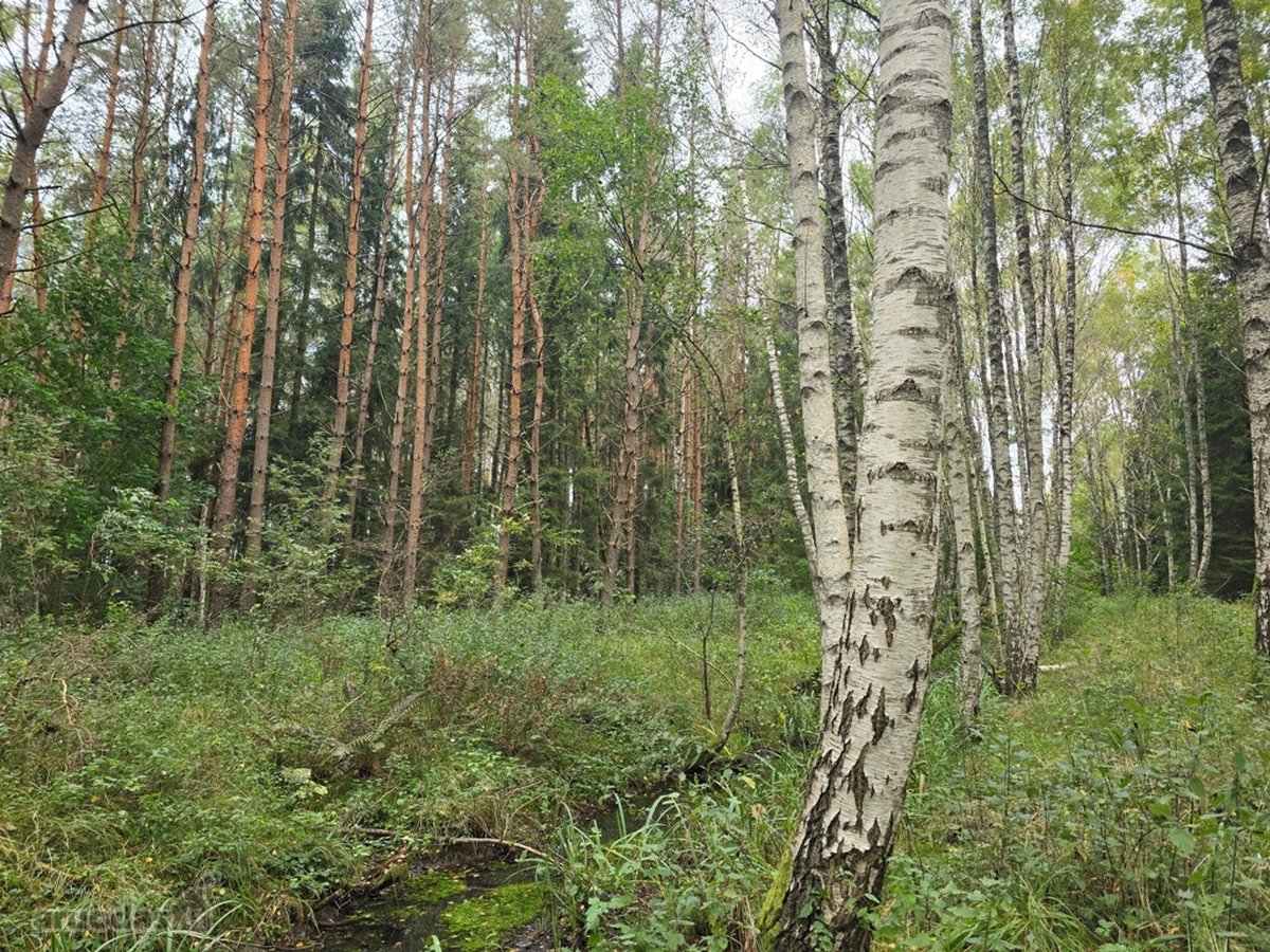 Ant Lazdininkų tvenkinio kranto, pušyno - nuotraukos Nr. 13