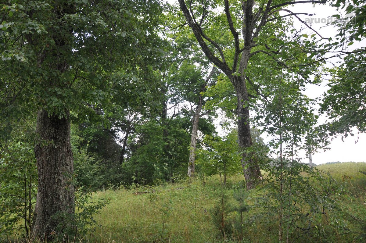 Parduodu 3,2 ha. sklypą Švenčionių aps. - nuotraukos Nr. 3