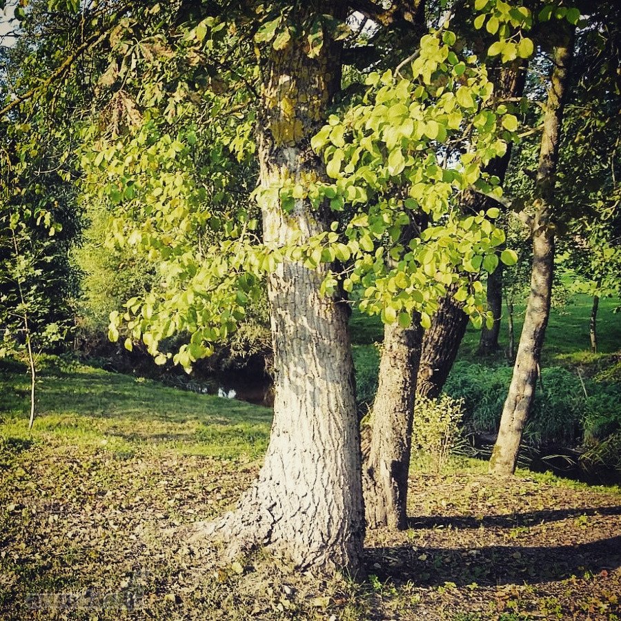 Tauragės rajone (Žygaičių miest.) parduodamas - nuotraukos Nr. 6