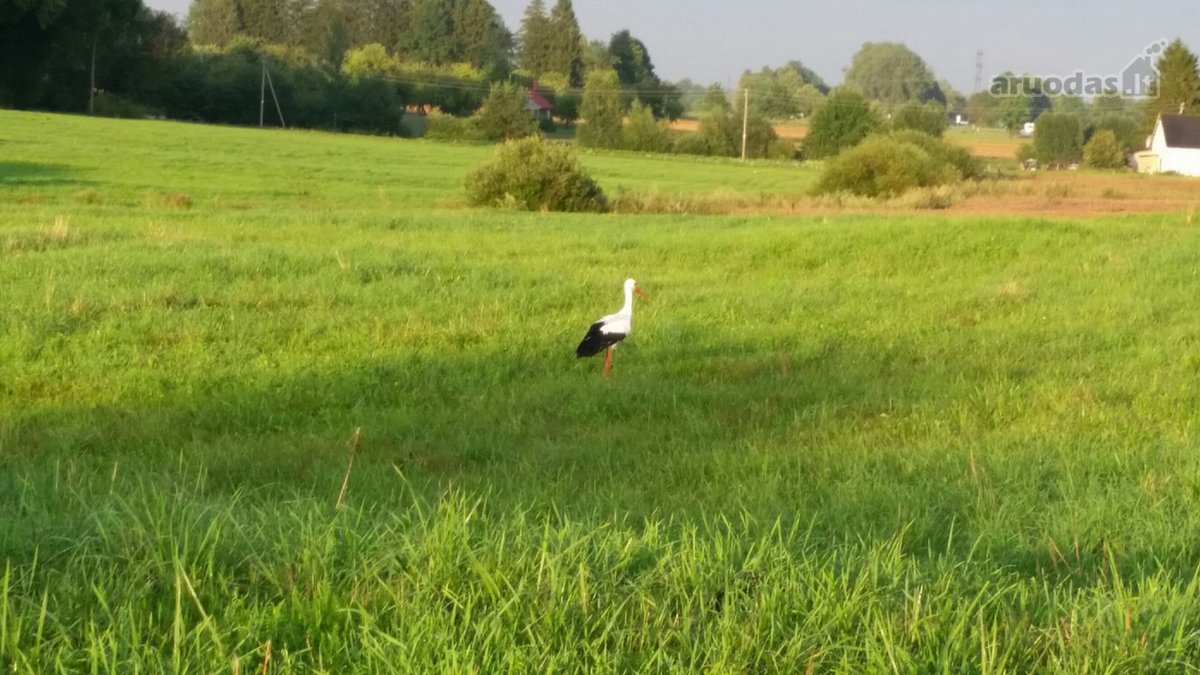 Lekėčių kaime, Šakių rajone, ramioje, - nuotraukos Nr. 5