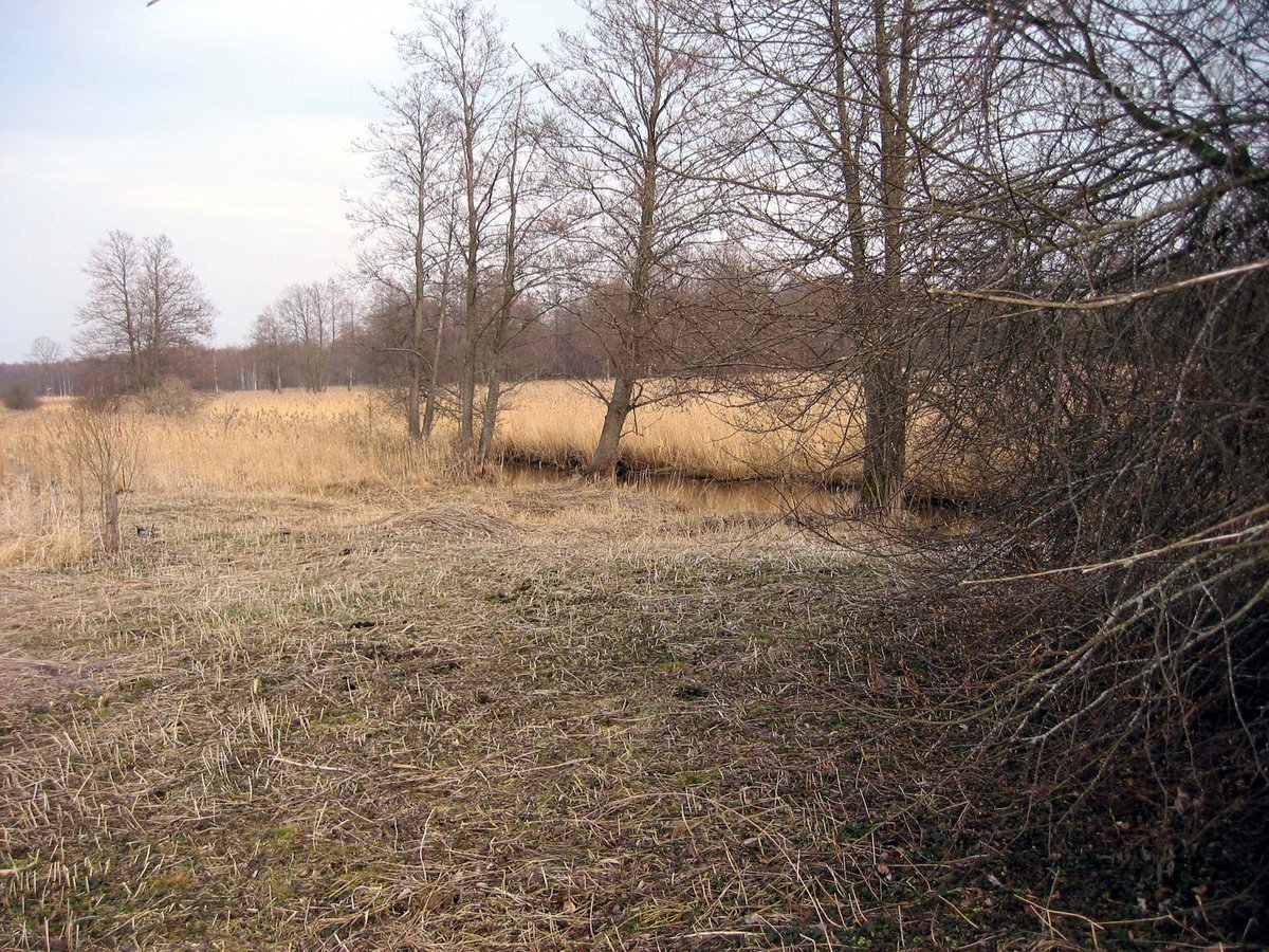 Parduodamos Dvi Sodybos 6 Ha Žemės Sklypuose - nuotraukos Nr. 6