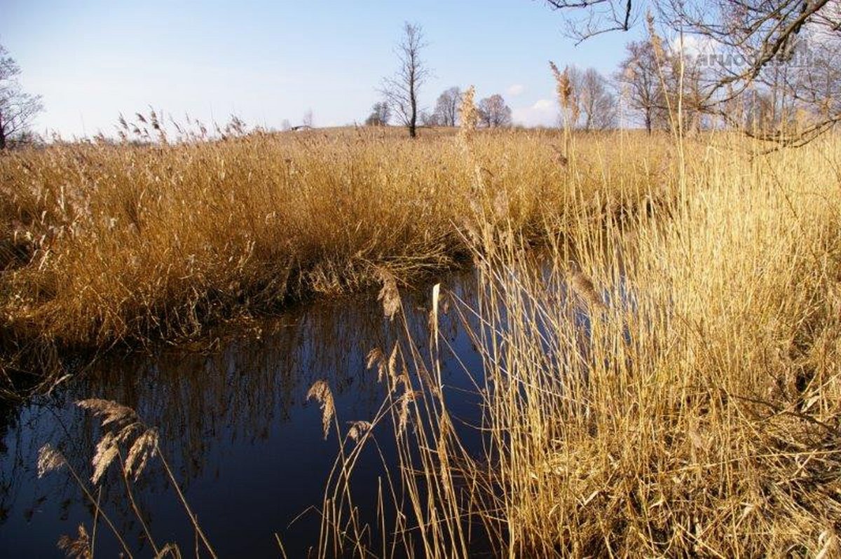 Parduodamos Dvi Sodybos 6 Ha Žemės Sklypuose - nuotraukos Nr. 14