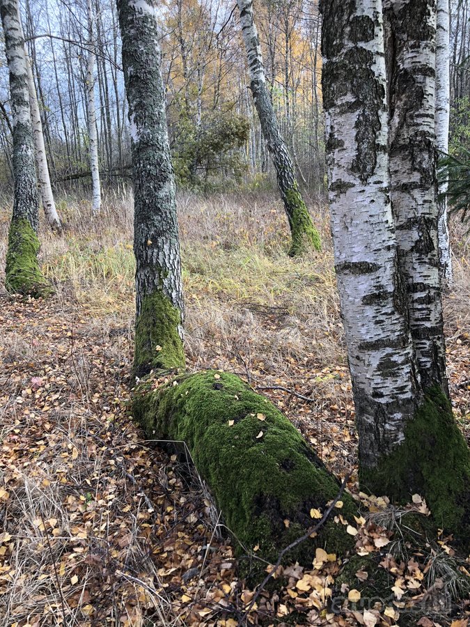 Išskirtinis Sklypas Gamtos Apsuptyje – 5 Km - nuotraukos Nr. 9
