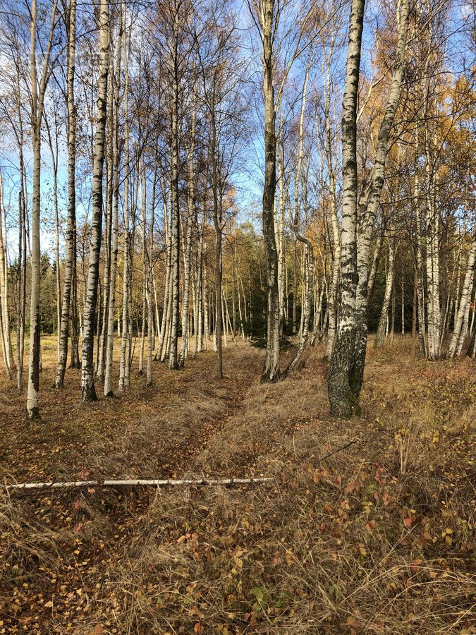 Išskirtinis Sklypas Gamtos Apsuptyje – 5 Km - nuotraukos Nr. 10