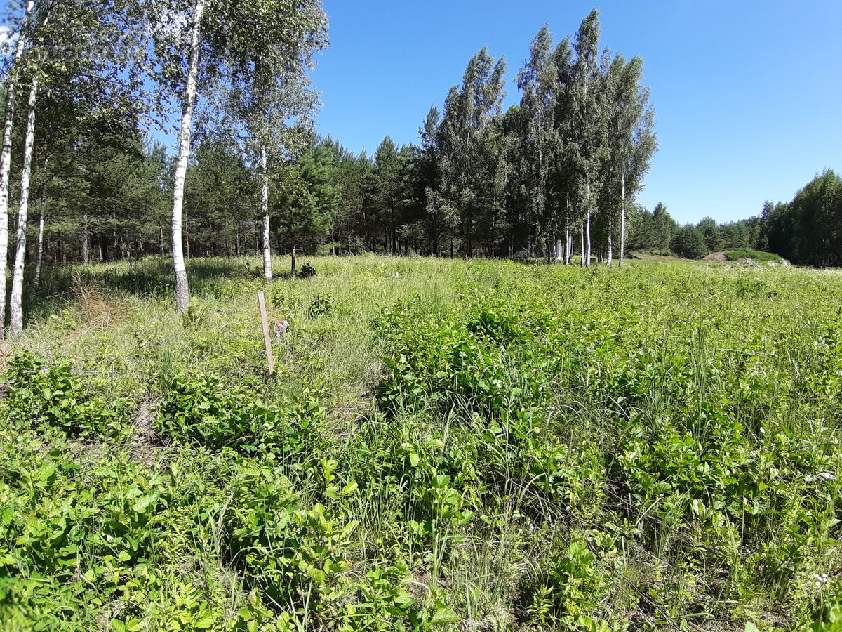 Parduodamas žemės sklypas (dominuoja pušynas) | Skelbiu.lt Parduodamas žemės sklypas (dominuoja pušynas)