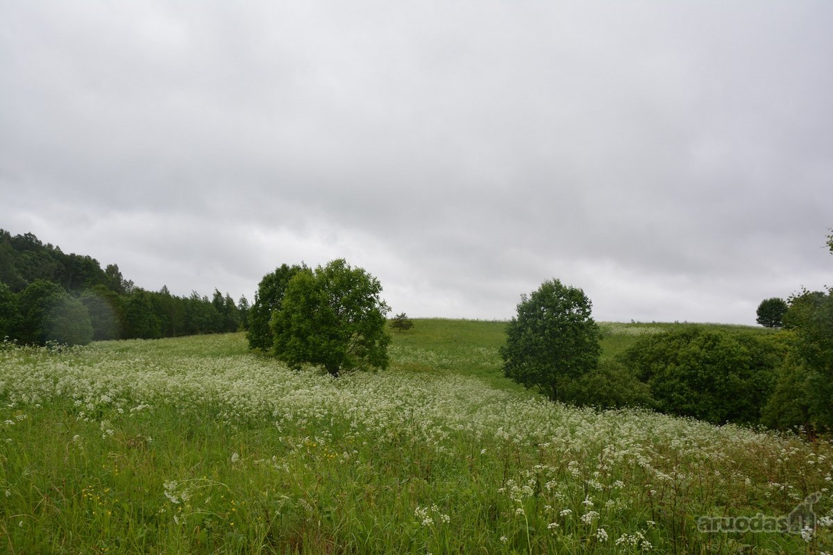 Švenčionių rajone ant Žąsinų ežero kranto - nuotraukos Nr. 9