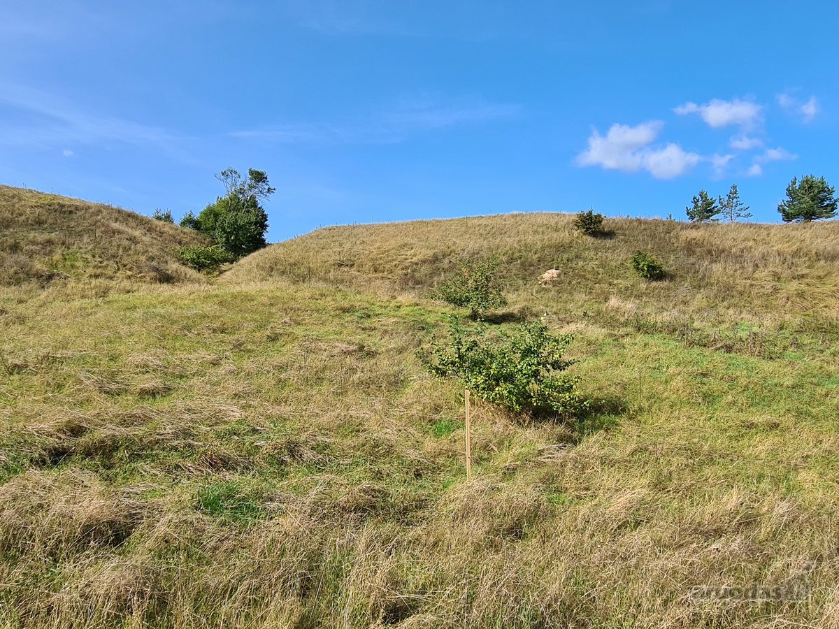 Parduodamas 2,10 ha žemės ūkio paskirties - nuotraukos Nr. 5