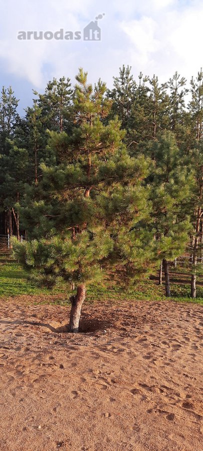 Parduodami namų valdos sklypai prie Trakų, - nuotraukos Nr. 2