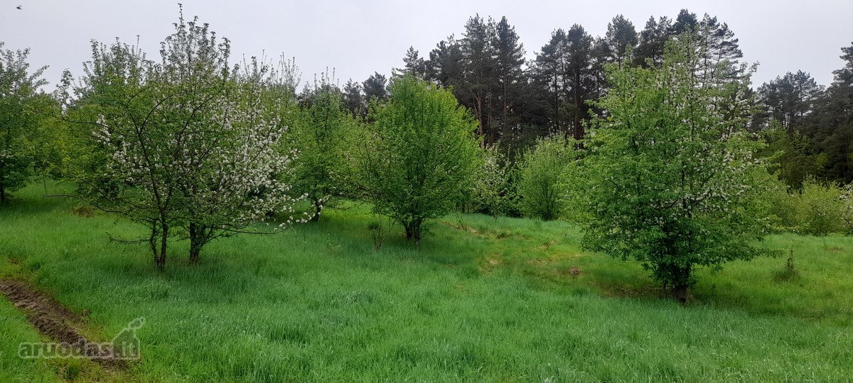 Parduodami du besiribojantys sklypai