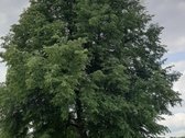 Parduodama sodyba 25a. Tytuvėnų m., - nuotraukos Nr. 8