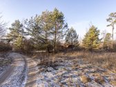 Parduodame 2,81ha ploto miškų ūkio paskirties - nuotraukos Nr. 4