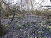 Parduodame 2,81ha ploto miškų ūkio paskirties - nuotraukos Nr. 6