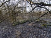 Parduodame 2,81ha ploto miškų ūkio paskirties - nuotraukos Nr. 7