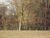 Raseinių rajone parduodamas 32,4 ha žemės - nuotraukos Nr. 7