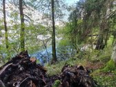 Miškų paskirties sklypas. Sklypas 2 hektarai. - nuotraukos Nr. 3