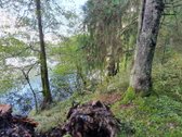 Miškų paskirties sklypas. Sklypas 2 hektarai. - nuotraukos Nr. 4