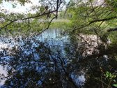 Miškų paskirties sklypas. Sklypas 2 hektarai. - nuotraukos Nr. 6