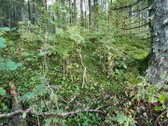 Miškų paskirties sklypas. Sklypas 2 hektarai. - nuotraukos Nr. 10
